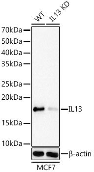 [KD Validated] IL13 Rabbit mAb