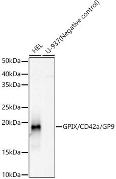 GPIX/CD42a/GP9 Rabbit mAb