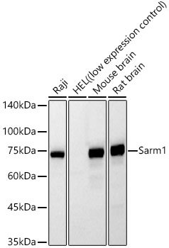 Sarm1 Mouse mAb