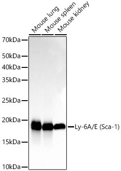 Ly-6A/E (Sca-1) Rabbit mAb