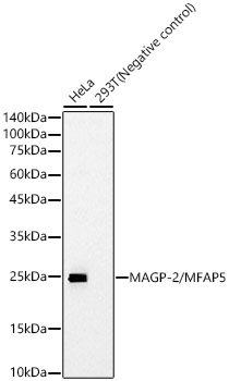 MAGP-2/MFAP5 Rabbit mAb