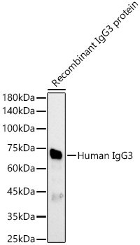 Human IgG3 Rabbit pAb