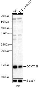 [KD Validated] COX7A2L Rabbit pAb