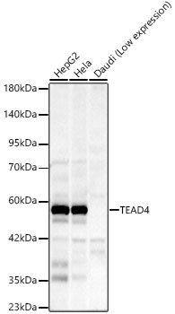 TEAD4 Rabbit mAb