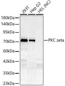 PKC zeta Rabbit mAb