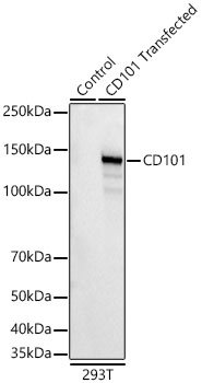 CD101 Rabbit mAb