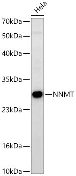 NNMT Rabbit mAb