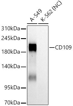 CD109 Rabbit mAb
