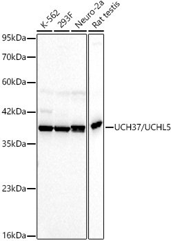 UCH37/UCHL5 Rabbit mAb