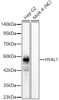HYAL1 Rabbit mAb