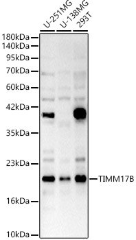 TIMM17B Rabbit pAb