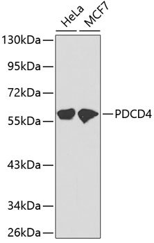 PDCD4 Rabbit pAb