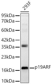 p19ARF Rabbit pAb