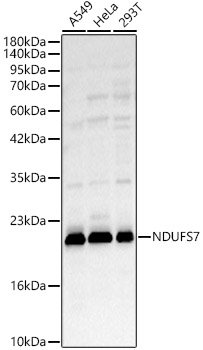 NDUFS7 Rabbit pAb