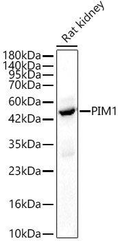 PIM1 Rabbit pAb