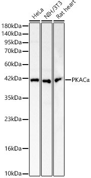 PKACα Rabbit pAb