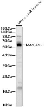 MAdCAM-1 Rabbit pAb