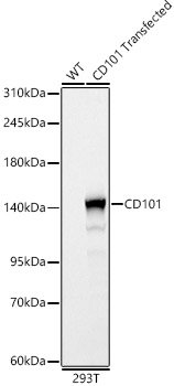 CD101 Rabbit pAb