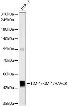 TIM-1/KIM-1/HAVCR Rabbit pAb
