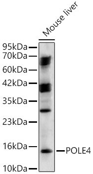 POLE4 Rabbit pAb
