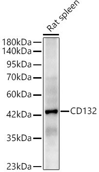 CD132 Rabbit pAb