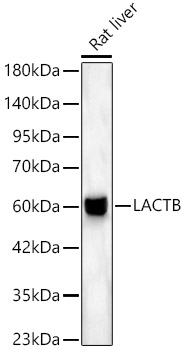 LACTB Rabbit pAb