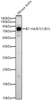 B7-H4 / B7S1 / B7x Rabbit pAb