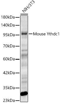 Mouse Ythdc1 Rabbit pAb