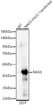NAGS Rabbit pAb