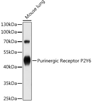 Purinergic Receptor P2Y6 Rabbit pAb