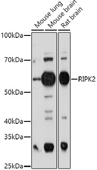 RIPK2 Rabbit pAb