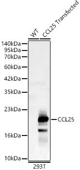 CCL25 Rabbit pAb