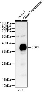 CDX4 Rabbit pAb
