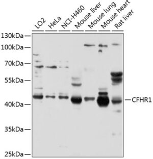 CFHR1 Rabbit pAb