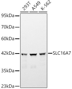 SLC16A7 Rabbit pAb