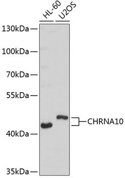 CHRNA10 Rabbit pAb
