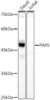 PAX5 Rabbit pAb