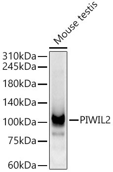 PIWIL2 Rabbit pAb