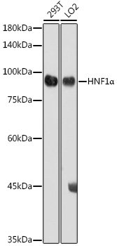 HNF1α Rabbit pAb
