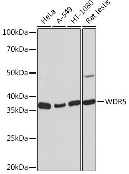 WDR5 Rabbit mAb
