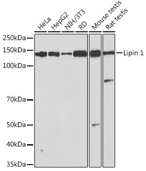 Lipin 1 Rabbit mAb