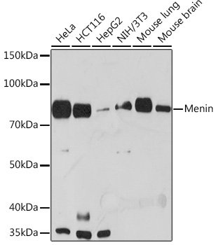 Menin Rabbit mAb