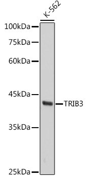 TRIB3 Rabbit mAb