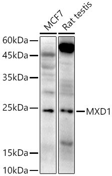 MXD1 Rabbit pAb