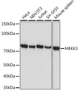 MEKK3 Rabbit mAb