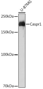 Caspr1 Rabbit mAb