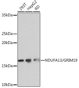 NDUFA13/GRIM19 Rabbit mAb