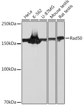 Rad50 Rabbit mAb