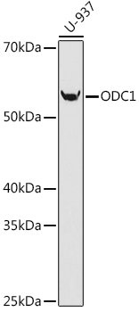 ODC1 Rabbit mAb