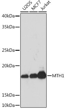 MTH1 Rabbit mAb
